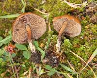 Psilocybe muliercula image