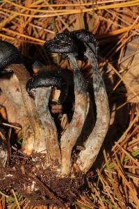 Psilocybe muliercula image