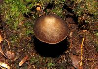 Psilocybe neoxalapensis image