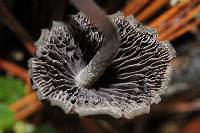 Psilocybe neoxalapensis image