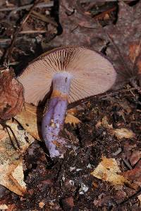 Cortinarius archeri image
