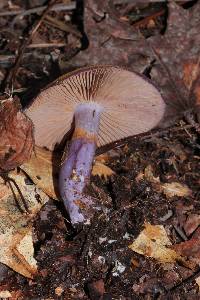 Cortinarius archeri image