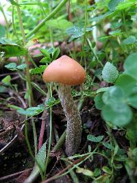 Psilocybe zapotecorum image