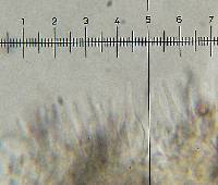 Psilocybe hoogshagenii var. hoogshagenii image