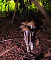 Psilocybe zapotecorum image