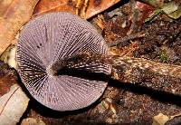 Psilocybe neoxalapensis image