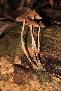 Psilocybe yungensis image