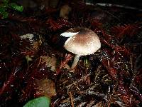 Lepiota atrodisca image