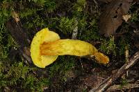 Retiboletus flavoniger image