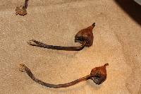 Psilocybe hoogshagenii image