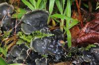 Peltigera neopolydactyla image