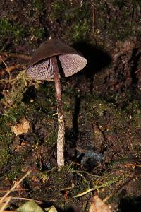 Psilocybe neoxalapensis image