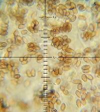 Psilocybe zapotecorum image