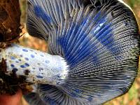 Lactarius indigo image