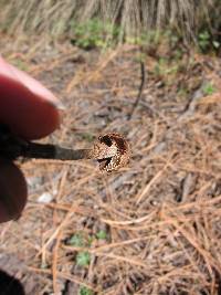 Inocybe calamistrata image