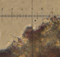 Psilocybe neoxalapensis image