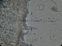 Lactarius vinaceorufescens image