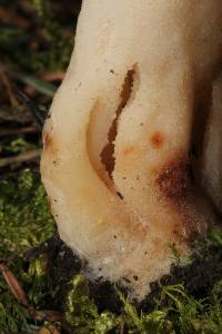 Morchella rufobrunnea image