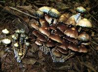 Psilocybe zapotecorum image