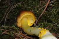 Amanita flavoconia var. inquinata image