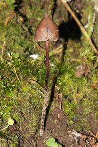 Psilocybe neoxalapensis image