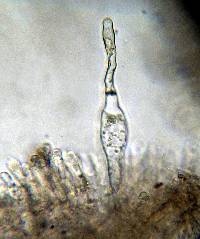 Inocybe hystrix image