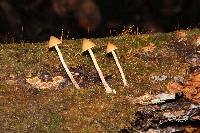 Psilocybe yungensis image