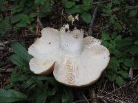 Leucopaxillus gentianeus image