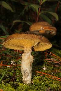 Image of Suillus lutescens