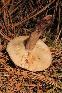 Lactarius vinaceorufescens image