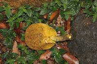 Retiboletus flavoniger image