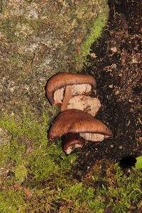 Melanoleuca yucatanensis image