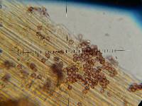 Psilocybe neoxalapensis image