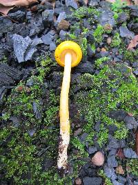 Pulveroboletus curtisii image