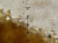 Psilocybe neoxalapensis image