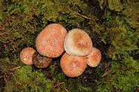 Lactarius salmonicolor image