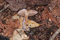 Cortinarius archeri image