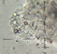 Psilocybe fagicola image