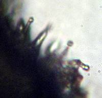 Psilocybe zapotecorum image