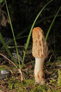 Morchella rufobrunnea image