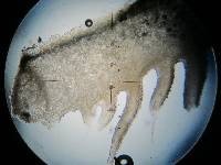 Psilocybe muliercula image