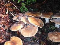 Leucopaxillus gentianeus image