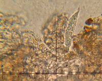 Hypomyces macrosporus image