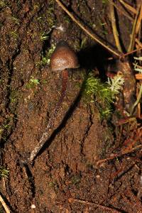 Psilocybe neoxalapensis image