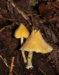 Entoloma murrayi image