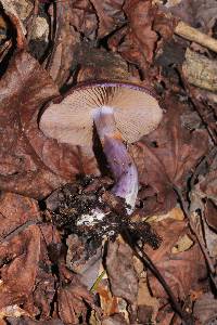 Cortinarius archeri image