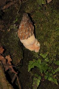 Morchella rufobrunnea image