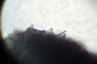 Psilocybe zapotecorum image