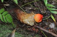 Calostoma cinnabarinum image