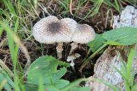 Leucoagaricus caerulescens image